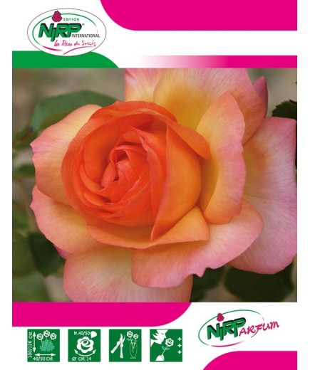 Rosier à grandes fleurs ROSA DEL CAMINO DE SANTIAGO ® *