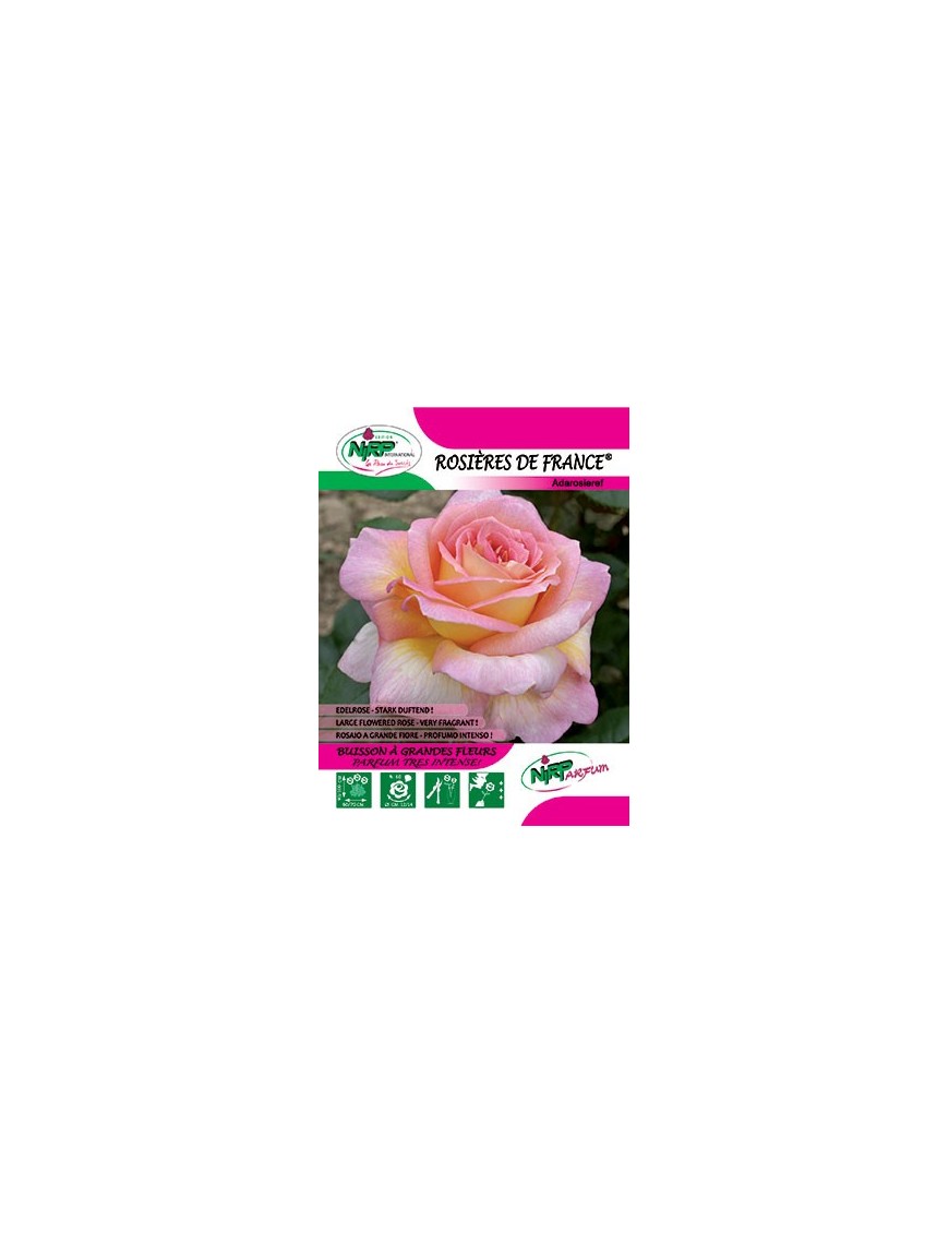 Rosier à grandes fleurs ROSIERES DE FRANCE ® *