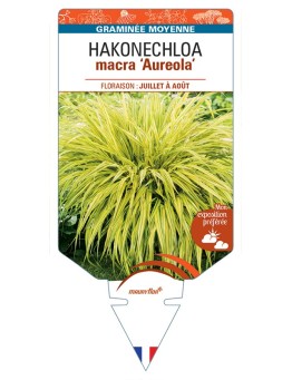HAKONECHLOA macra Aureola