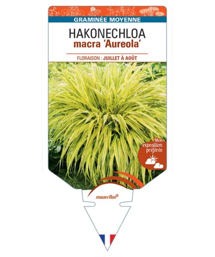 HAKONECHLOA macra Aureola