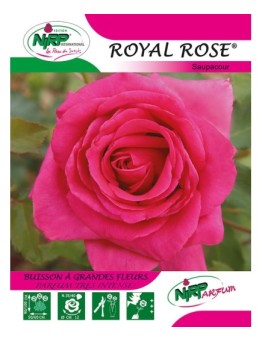 Rosier à grandes fleurs ROYAL ROSE ® *