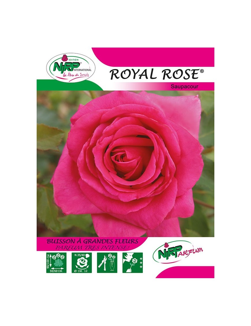 Rosier à grandes fleurs ROYAL ROSE ® *