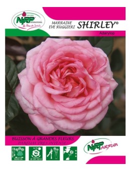 Rosier à grandes fleurs SHIRLEY ® *