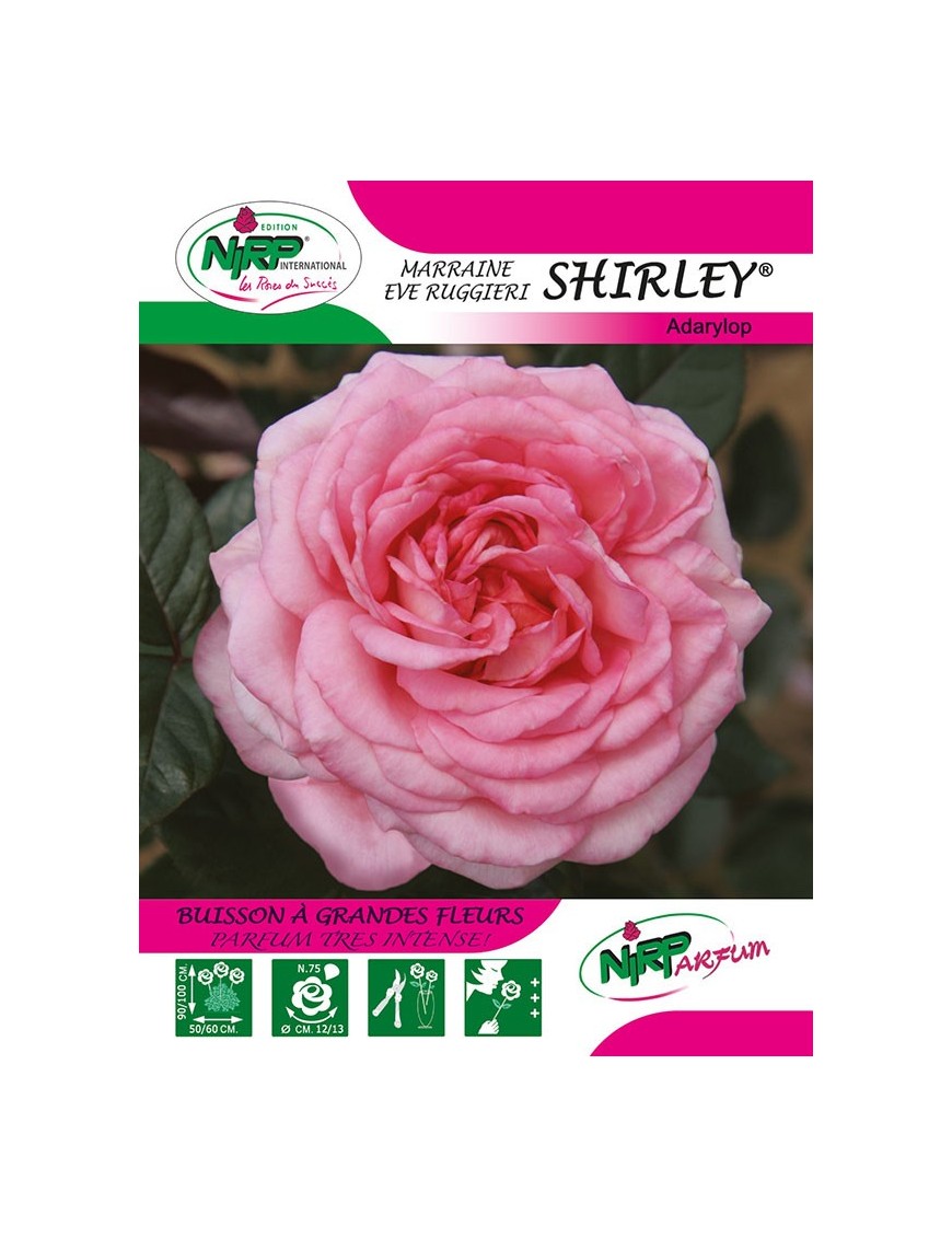 Rosier à grandes fleurs SHIRLEY ® *