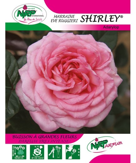 Rosier à grandes fleurs SHIRLEY ® *