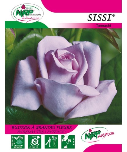 Rosier à grandes fleurs SISSI ® *