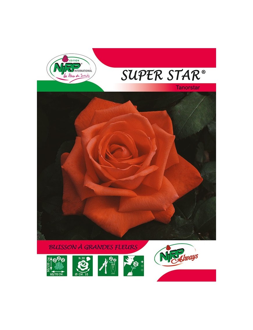 Rosier à grandes fleurs SUPER STAR ® *