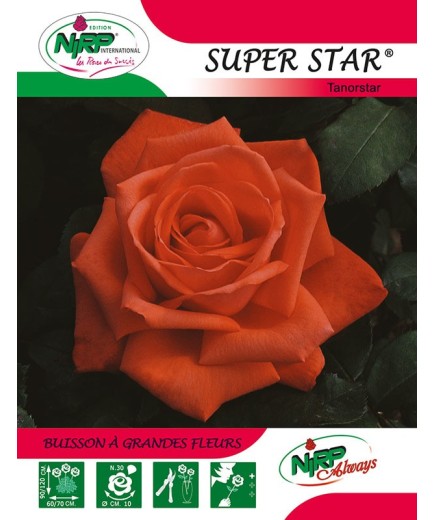 Rosier à grandes fleurs SUPER STAR ® *