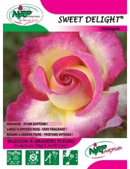 Rosier à grandes fleurs SWEET DELIGHT ®