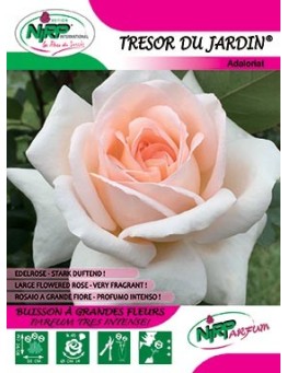 Rosier à grandes fleurs TRESOR DU JARDIN ® *