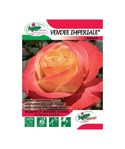 Rosier à grandes fleurs VENDEE IMPERIALE ®