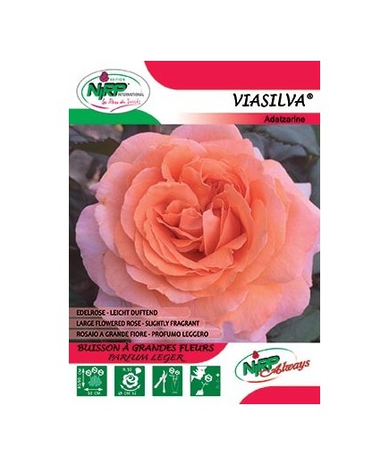 Rosier à grandes fleurs VIASILVA ® *