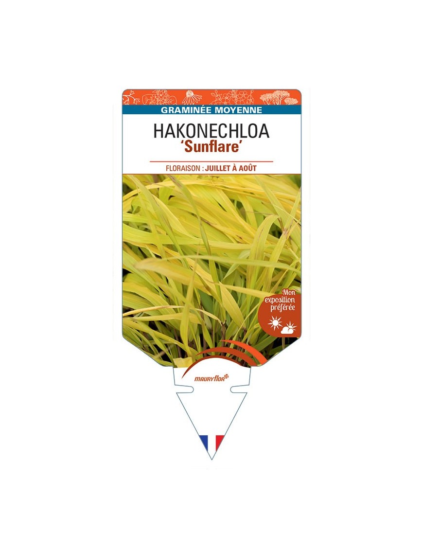 HAKONECHLOA macra Sunflare