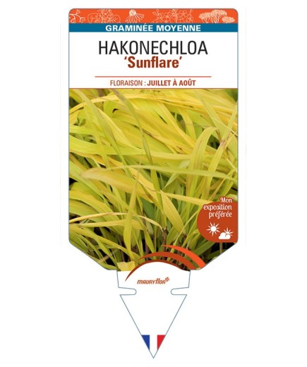 HAKONECHLOA macra Sunflare