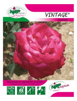 Rosier à grandes fleurs VINTAGE ® *