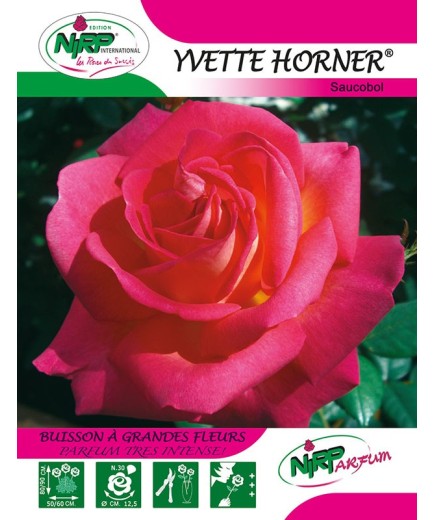 Rosier à grandes fleurs YVETTE HORNER ® *