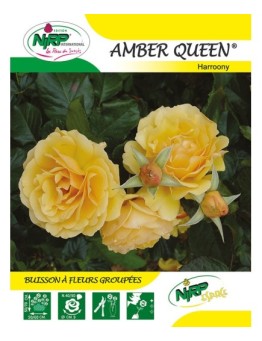 Rosier à fleurs groupées AMBER QUEEN ® *