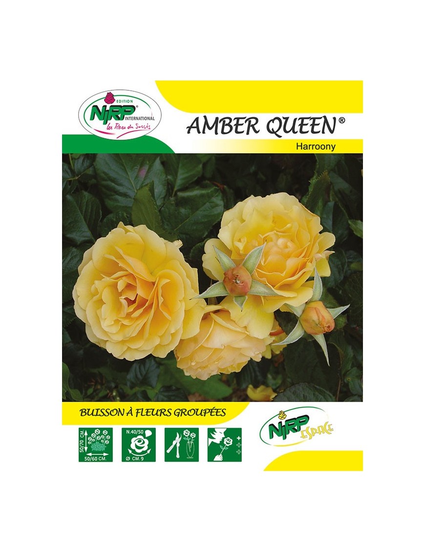 Rosier à fleurs groupées AMBER QUEEN ® *