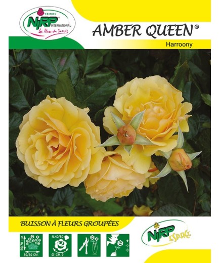 Rosier à fleurs groupées AMBER QUEEN ® *