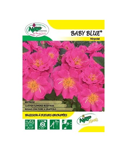 Rosier à fleurs groupées BABY BLUE ® *