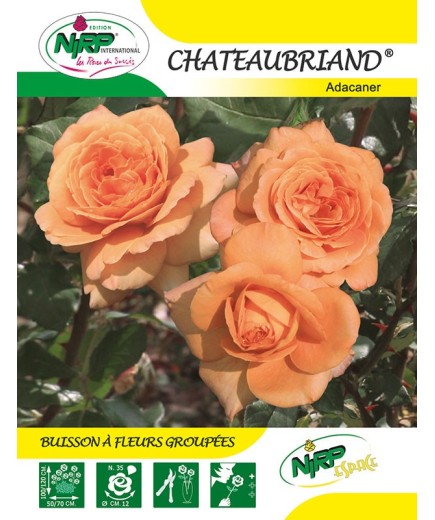 Rosier à fleurs groupées CHATEAUBRIAND ® *