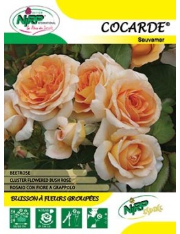 Rosier à fleurs groupées COCARDE ® *