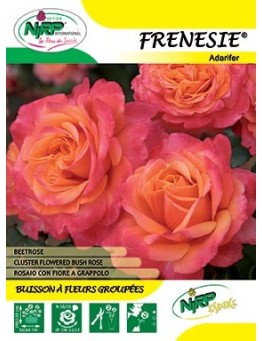 Rosier à fleurs groupées FRENESIE ® *