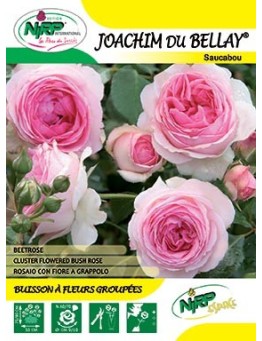 Rosier à fleurs groupées JOACHIM DU BELLAY ® *