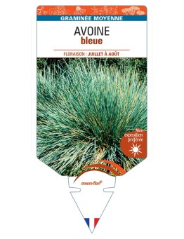 HELICTOTRICHON sempervirens voir AVOINE (bleu)