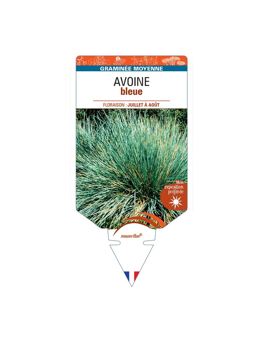 HELICTOTRICHON sempervirens voir AVOINE (bleu)