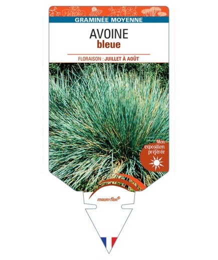 HELICTOTRICHON sempervirens voir AVOINE (bleu)