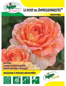 Rosier à fleurs groupées LA ROSE DES IMPRESSIONNISTES ® *
