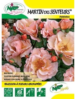 Rosier à fleurs groupées MARTIN DES SENTEURS ®