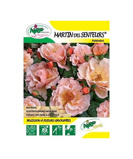Rosier à fleurs groupées MARTIN DES SENTEURS ®