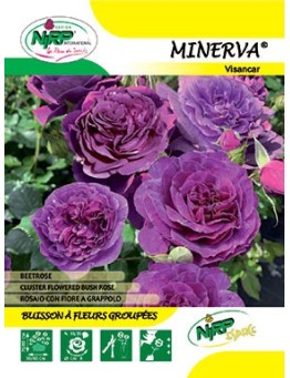 Rosier à fleurs groupées MINERVA ®