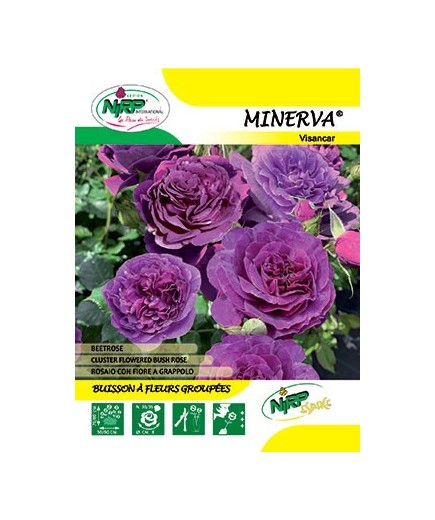 Rosier à fleurs groupées MINERVA ®