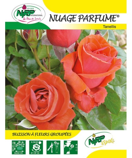 Rosier à fleurs groupées NUAGE PARFUME ®