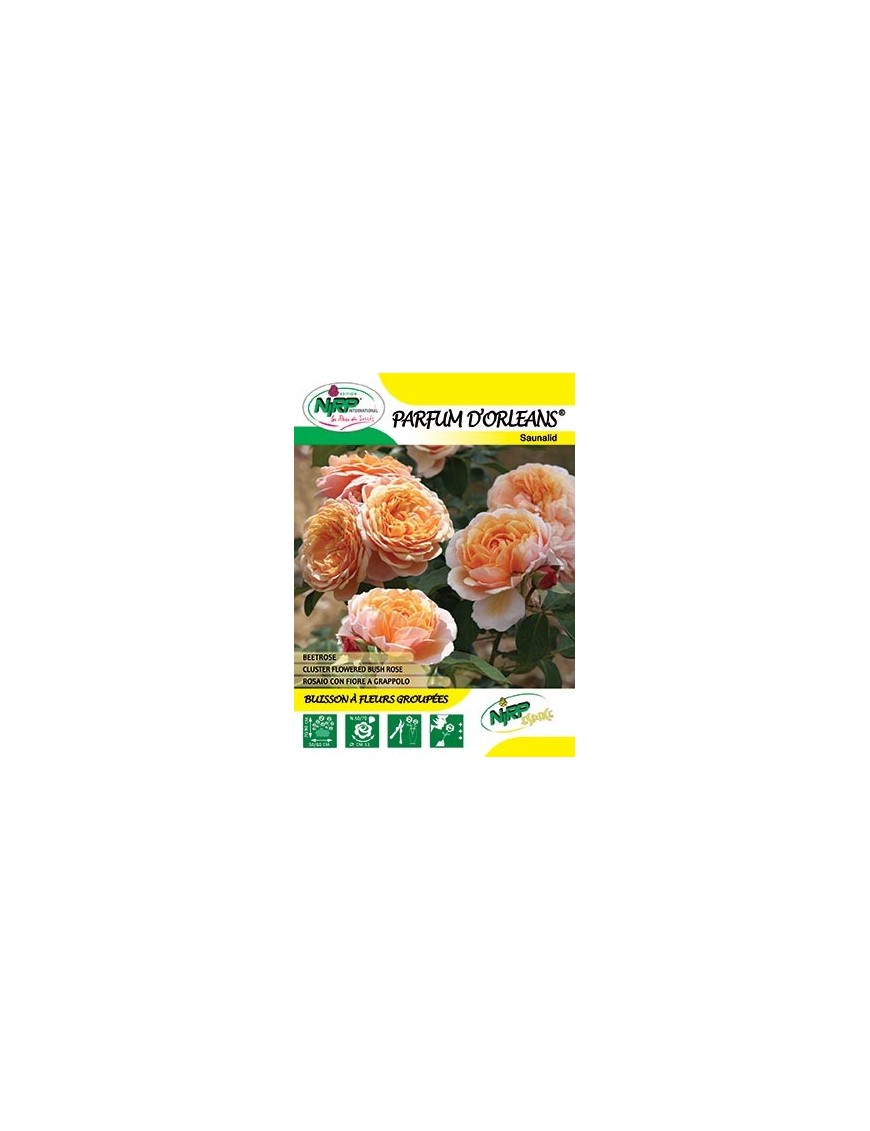 Rosier à fleurs groupées PARFUM D'ORLEANS ® *