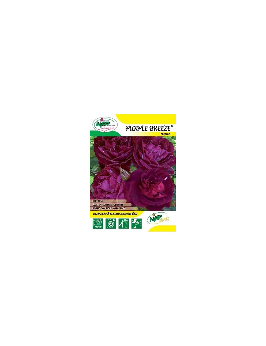 Rosier à fleurs groupées PURPLE BREEZE ® *