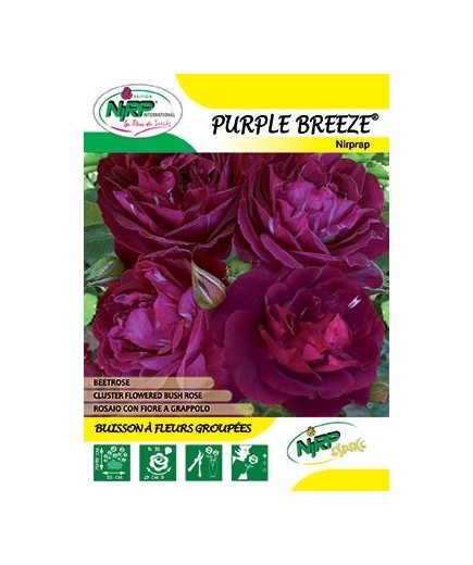 Rosier à fleurs groupées PURPLE BREEZE ® *