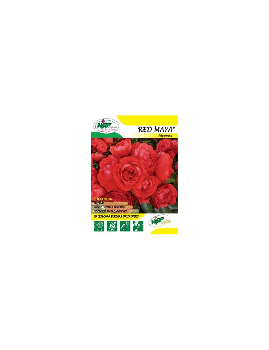Rosier à fleurs groupées RED MAYA ® *
