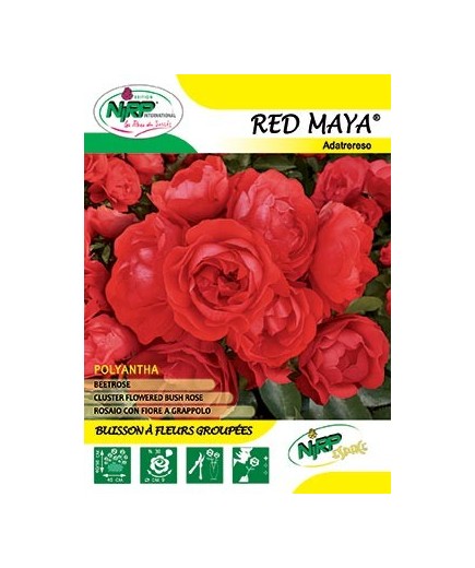 Rosier à fleurs groupées RED MAYA ® *