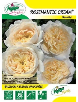 Rosier à fleurs groupées ROSEMANTIC CREAM ®
