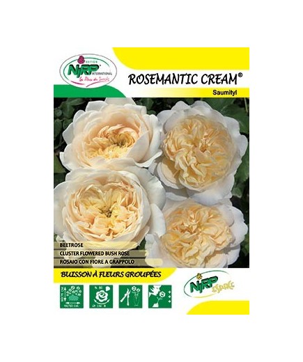 Rosier à fleurs groupées ROSEMANTIC CREAM ®
