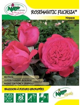 Rosier à fleurs groupées ROSEMANTIC FUCHSIA ® *