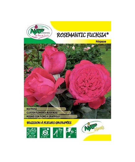 Rosier à fleurs groupées ROSEMANTIC FUCHSIA ® *