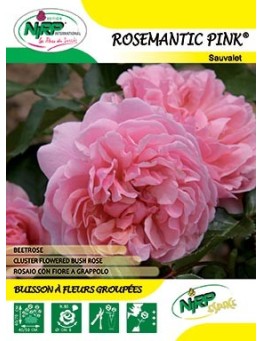 Rosier à fleurs groupées ROSEMANTIC PINK ® *
