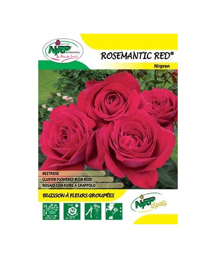 Rosier à fleurs groupées ROSEMANTIC RED ® *