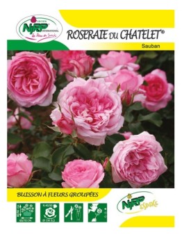 Rosier à fleurs groupées ROSERAIE DU CHATELET ® *