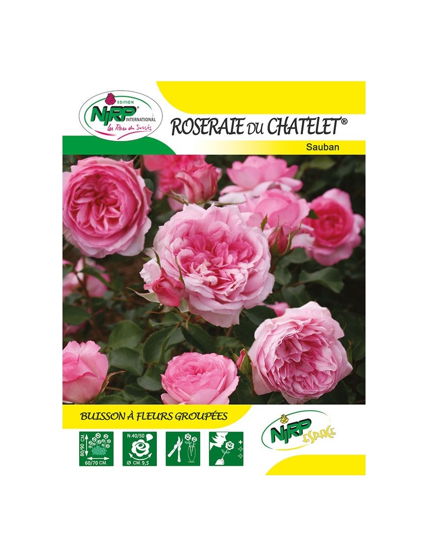 Rosier à fleurs groupées ROSERAIE DU CHATELET ® *